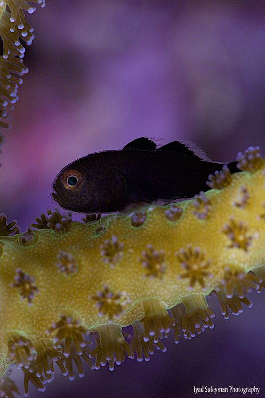 Black hairy coral goby ( Juvenile ) by Iyad Suleyman 