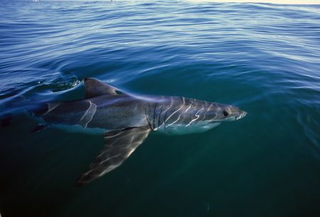 Great white cruising by. 20mm. by Derek Haslam 