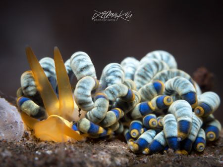 P E N C I L S
Cuthona sp. 12 by Lilian Koh 