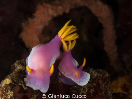 Hypselodoris apolegma, Shoot in Bangka,north Sulawesi,Ind... by Gianluca Cucco 