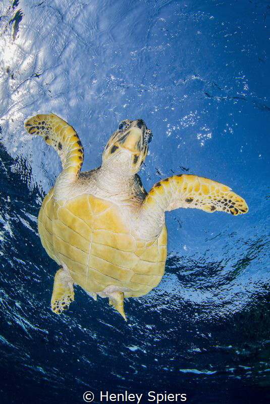 Dive dive dive! by Henley Spiers 
