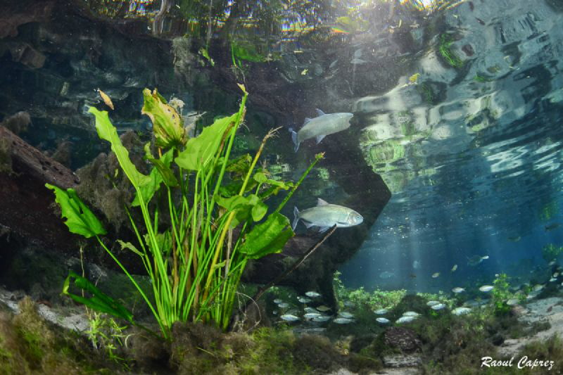 Natural aquarium by Raoul Caprez 
