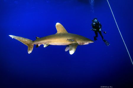 Beauty and the Beast
Location :Red Sea Daedalus Reef Egy... by Yung Sen Wu 