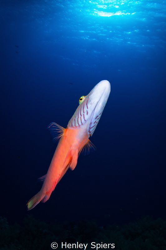 Friendly Wrasse by Henley Spiers 