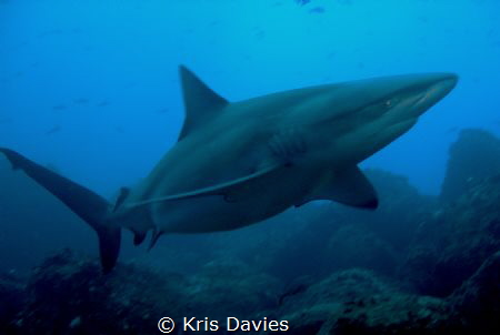 Big Galapagos shark, taken at Wolf island, Galapagos. by Kris Davies 