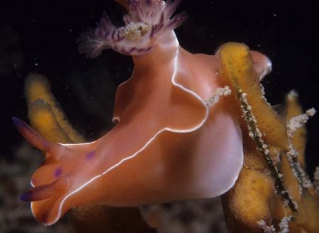naudibranch Darwin harbour 2:1 macro by Chris Kennedy 