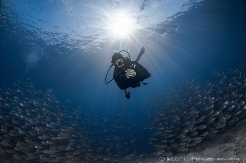 S U R R O U N D I N G 
Yellow stripe scad (Selaroides le... by Irwin Ang 