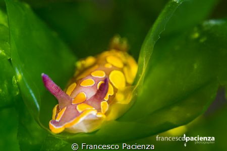 Felimidia luteorosea. by Francesco Pacienza 