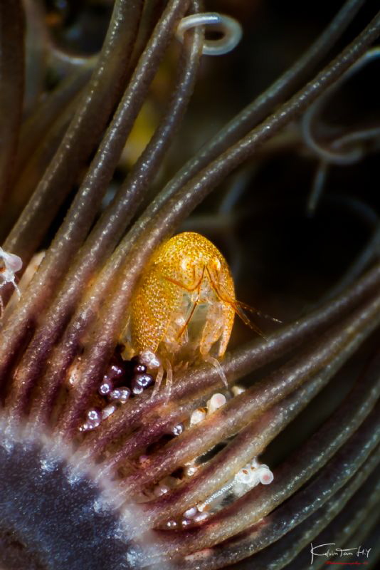 Hide n seek, (Amphipod) by Kelvin H.y. Tan 