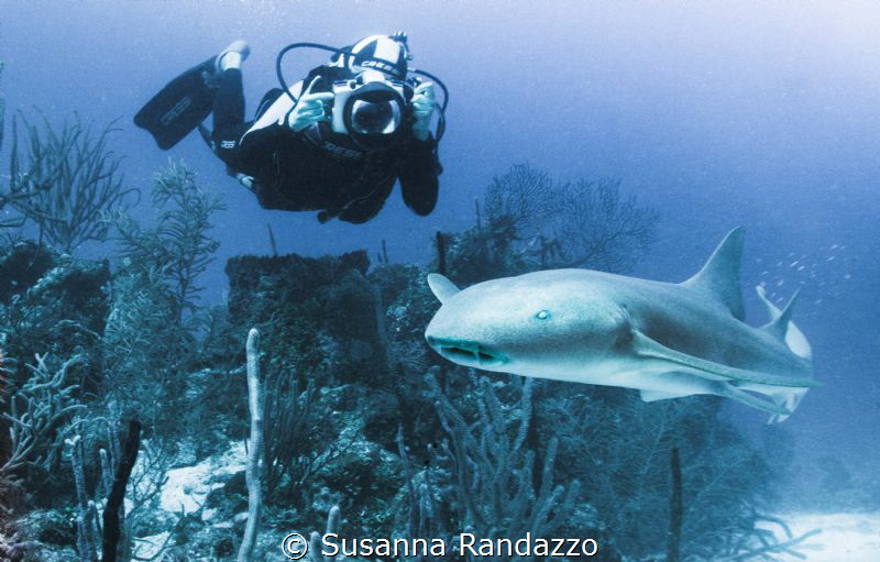 a nurse shark in Banco Chinchorro by Susanna Randazzo 