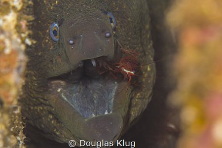 Dental hygiene. A demonstration of symbiosis on Anacapa I... by Douglas Klug 