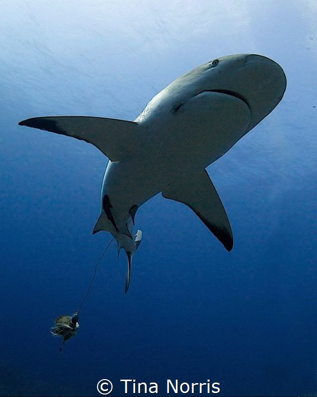 Reef shark with fishing line. by Tina Norris 