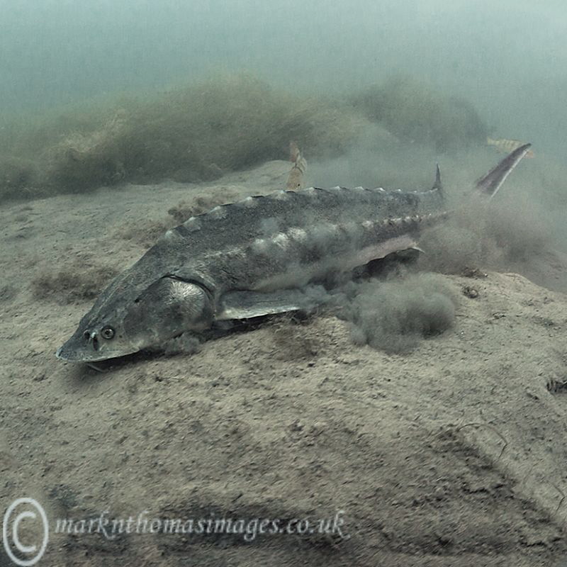 Sturgeon feeding. by Mark Thomas 