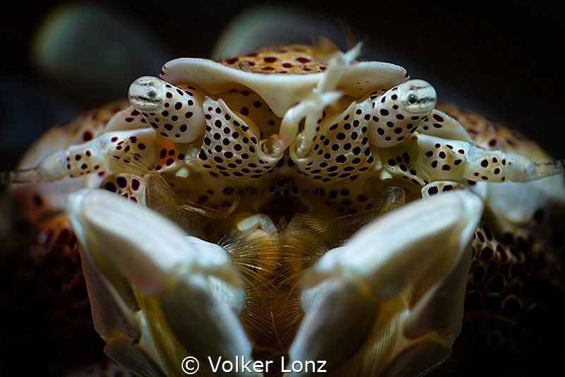 portrait of a porcelaincrab by Volker Lonz 