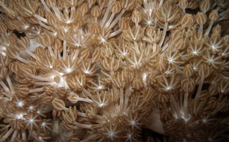 Xenias feeding, night dive at Mabul. by Alex Lim 