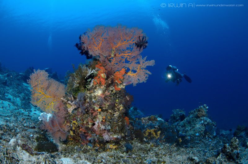 M R . Z U L 
Shark Point
Lombok (Gili), Indonesia. May ... by Irwin Ang 