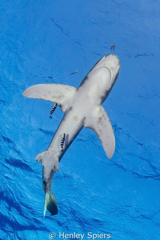Shark from Below by Henley Spiers 
