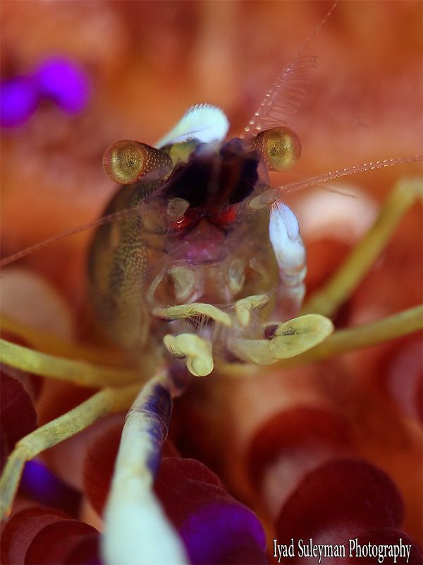 Shrimp by Iyad Suleyman 