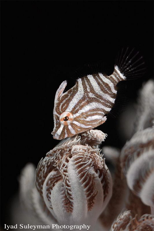 Filefish by Iyad Suleyman 