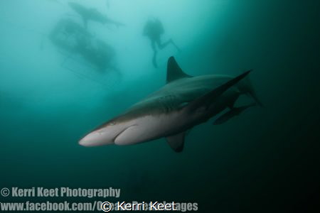 Oceanic Blacktip Shark admiring his reflection in my dome by Kerri Keet 