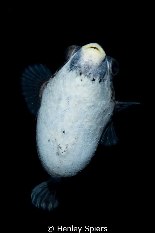 Masked Pufferfish by Henley Spiers 