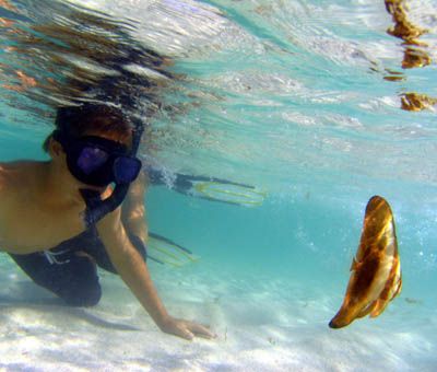 My son checking out a batfish in the shallows, Ningaloo Reef by Penny Murphy 
