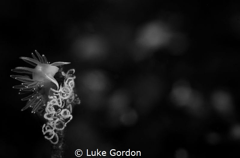 Flabellina triophina laying eggs on a lone algal stalk in... by Luke Gordon 