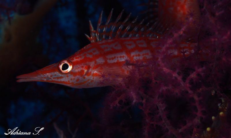 Resting in a gorgonia by Adriana Simeonova 