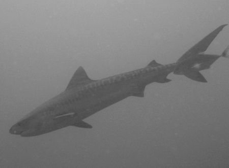 Tiger shark taken at Shark Reef, Ras Mohamed Park with Ol... by Nikki Van Veelen 