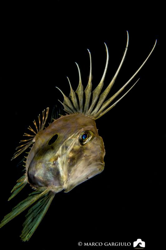 John dory by Marco Gargiulo 