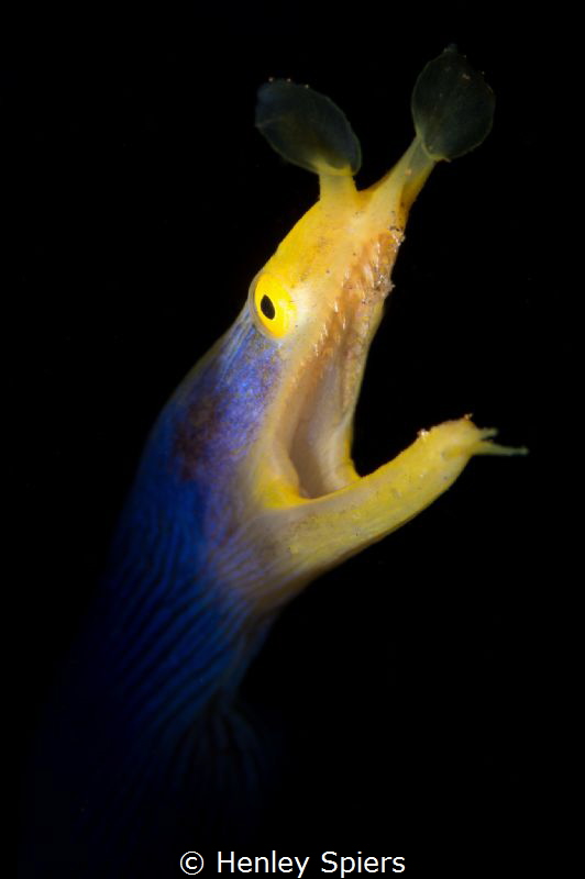 Male Ribbon Eel Roars by Henley Spiers 