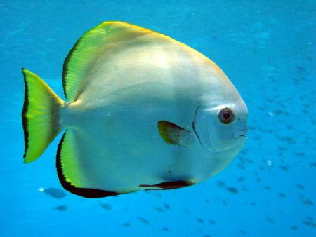 Batfish taken at Sipadan Island, East Malaysia by Dennis Siau 
