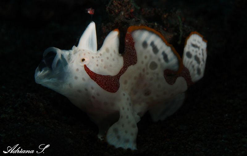 Juvenile Frogfish tired of my photoshooting by Adriana Simeonova 