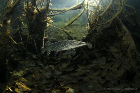 pike by Miroslav Doubrava 