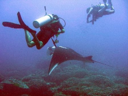 manta encounters by Gordana Zdjelar 