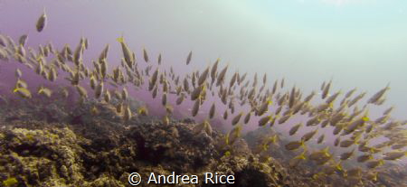 Fish Forray~ Taken on a dive in Kona, Hawaii by Andrea Rice 