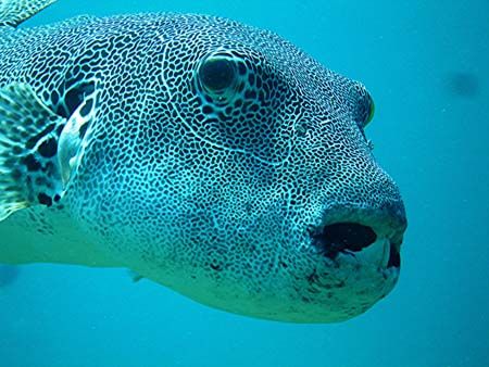 a very curious porcupine fish, i wasn't able to shoot api... by Patricia Jussen 