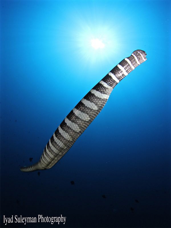 Sea Snake by Iyad Suleyman 
