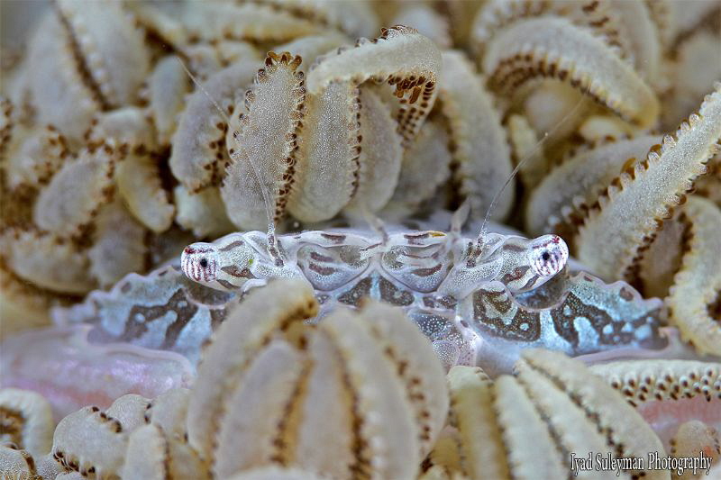 Porcelain crab by Iyad Suleyman 
