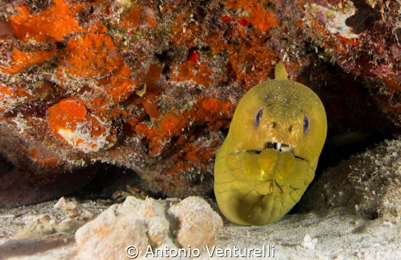 Moray by Antonio Venturelli 
