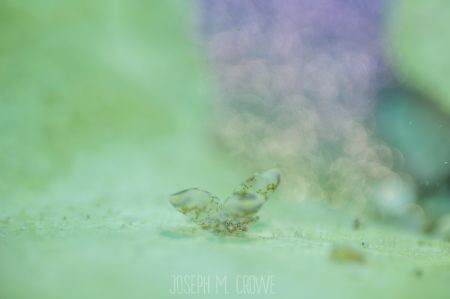 Cyerce bonobis shot using rrm by Joseph Crowe 