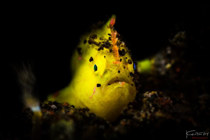 Little froggy, Tulamben by Kelvin H.y. Tan 