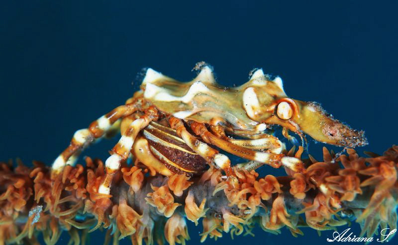 Wire Coral Crab with Eggs. I am visiting this place for o... by Adriana Simeonova 