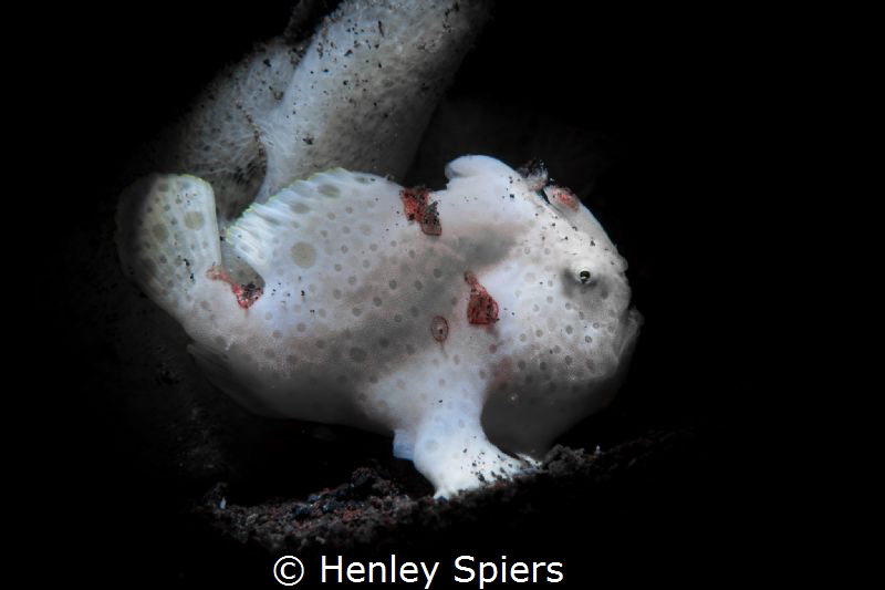 Ghost Fish by Henley Spiers 