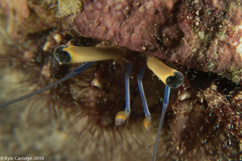 Crab eyes by Kyle Castelyn 