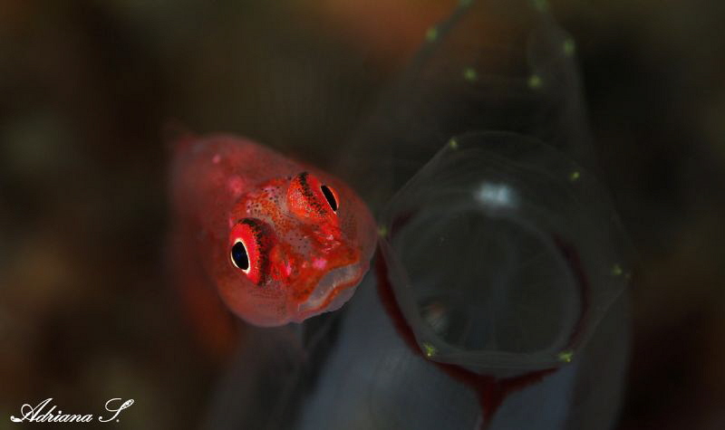 Beautiful Eyes by Adriana Simeonova 