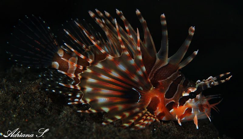 Lionfish portrait by Adriana Simeonova 