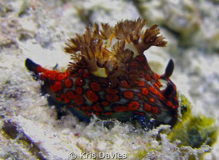Can anyone identify this Nudie? I was told by the guide a... by Kris Davies 