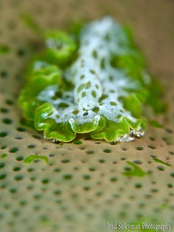 Flatworm by Iyad Suleyman 