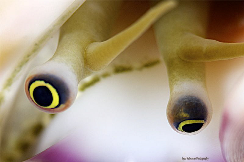 Eyes by Iyad Suleyman 